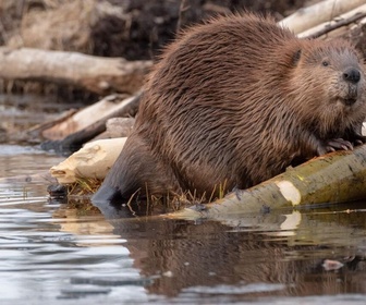 Replay Élément Terre, le reportage - Copier les castors pour stopper les inondations