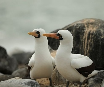 Replay Du Pérou aux îles Galapagos - Le courant marin de Humboldt