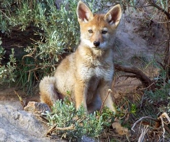 Replay Yellowstone, nature extrême (1/2)