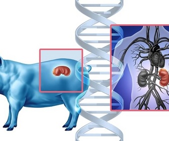 Replay 28 minutes - Transplanter des organes d'animaux à l'humain?