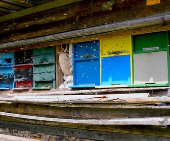 Replay Slovénie, le royaume des abeilles - GEO Reportage