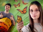 Replay De chenille à insecte : une fascinante transformation - Le Vortex