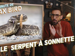 Replay La minute de Max Bird - Le Serpent à sonnette