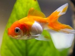 Replay Le royaume des animaux - Des poissons pas si cons ?