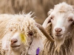 Replay Mohair, toison de l‘espoir - 360° Reportage