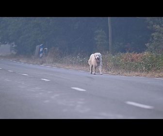 Replay Incendies: une équipe vétérinaire française soigne les animaux des évacués