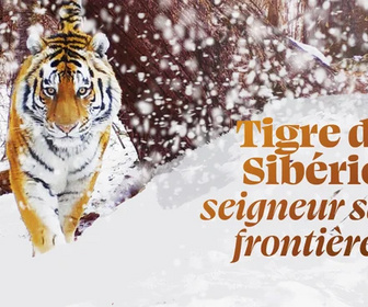 Replay Tigre de Sibérie, seigneur sans frontières