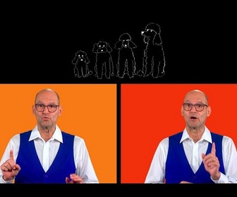 Replay Karambolage - caniche