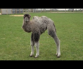 Replay Le chamelon Sophia naît au zoo de Whipsnade et met en avant la conservation