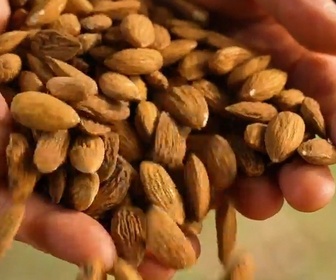 Replay Le goût du détail - Amande