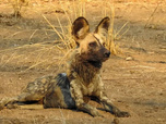 Replay Sur la piste des chiens sauvages d'Afrique - 22/08/2026