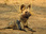 Replay Sur la piste des chiens sauvages d'Afrique