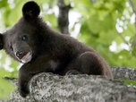Replay Le pays de l'ours