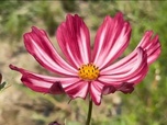 Replay Élément Terre, le reportage - Ces fleurs françaises révolutionnent le secteur mondial