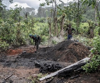 Replay Biodiversité : faire face à la sixième extinction - Déforestation : le Parlement européen assouplit la loi