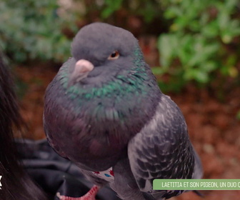 Replay L'hebdo des animaux - S1E11 - Episode 11
