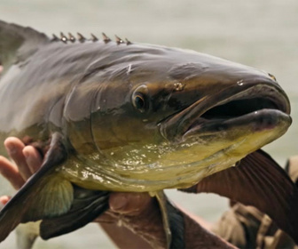 Replay Pêche XXL : derniers géants - S3E1 - Barracuda en furie