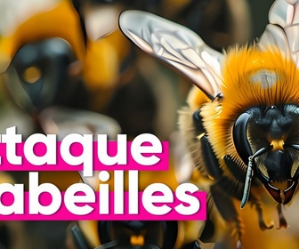 Replay Top Info - Pourquoi des abeilles ont attaqué 24 personnes faisant 3 blessés graves ?