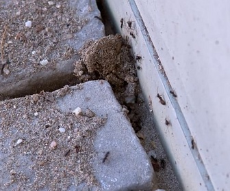 Replay ARTE Journal Junior - Allemagne : une invasion de fourmis à Kehl