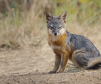 Replay Le renard qui a sauvé son île