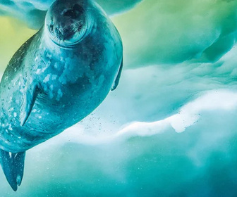 Replay Une planète, sept mondes sauvages - 31/12/2025