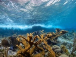 Replay Engagés pour le corail des Caraïbes - Des mains vertes pour la nature