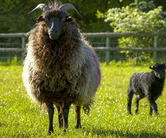 Replay Printemps, les premiers pas - La vie cachée des animaux de la ferme