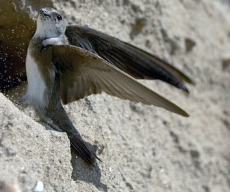 Replay Printemps - L'Irlande sauvage en quatre saisons