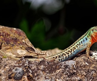 Replay Les îles mystérieuses - La Grèce sauvage