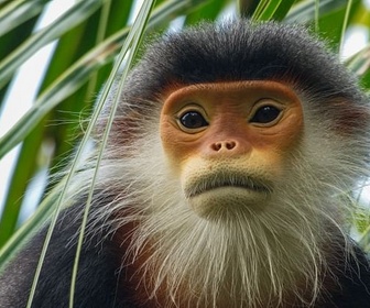 Replay Vietnam, des ponts pour sauver les singes - 360° Reportage