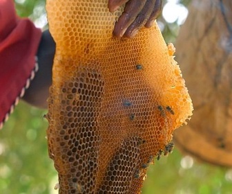 Replay Kenya : l'abeille, les Yaaku et l'oiseau - Les maîtres des abeilles