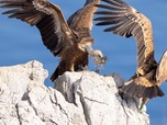 Replay Le littoral sauvage - Merveilles de la côte croate