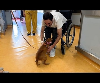 Replay Dans un hôpital portugais, les animaux de compagnie visitent leurs maîtres en chambre