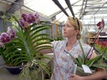 Replay ARTE Regards - Plantes d'intérieur : vers une production durable