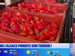 Replay Les longs formats des Locales - Le piment se cultive aussi en Alsace