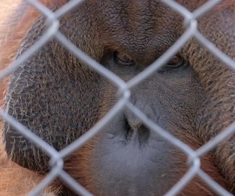 Replay ARTE Journal - Espagne : plus de droits pour les grands singes en captivité