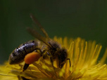 Replay Au pays de l'abeille noire