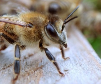 Replay Le peuple gouverne - Démocraties animales