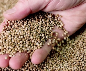 Replay La coriandre du Portugal - Les sanctuaires d'épices