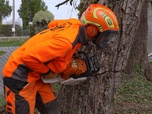 Replay Bûcheron : un métier à hauts risques - S2E4 - Apprentis bûcherons : le grand test