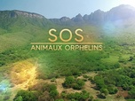 Replay SOS animaux orphelins - Des cornes et des piquants