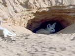 Replay Le désert du Sahara - Le Maroc sauvage