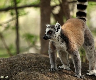 Replay Le royaume des lémurs catta - Madagascar, l'île rouge