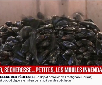 Replay BFM Première - Face à la sécheresse, les moules deviennent invendables à cause de leur taille