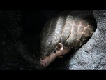 Replay Le pangolin du zoo de Brookfield au centre d'un nouveau documentaire sur la faune