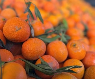 Replay Les mandarines colorées du Maroc - Un monde d'agrumes