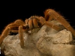 Replay Morsures et piqûres : le grand test - S2E2 - Mygales et arachnophobie