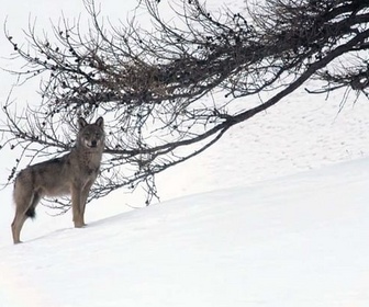 Replay Marche avec les loups