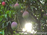 Replay Positive Outre-mer - Siva Industrie : la vapeur d'eau pour sauver les fruits