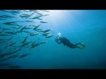 Replay Îles Canaries : Les photos prises par les citoyens contribuent à cartographier la vie marine